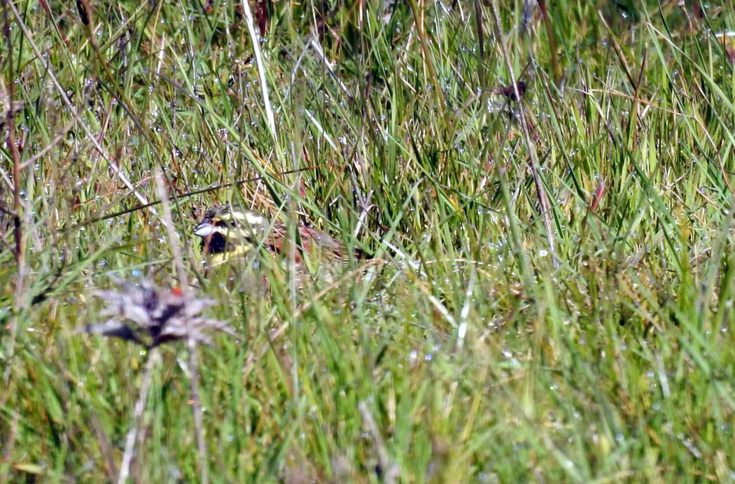 Cirl Bunting