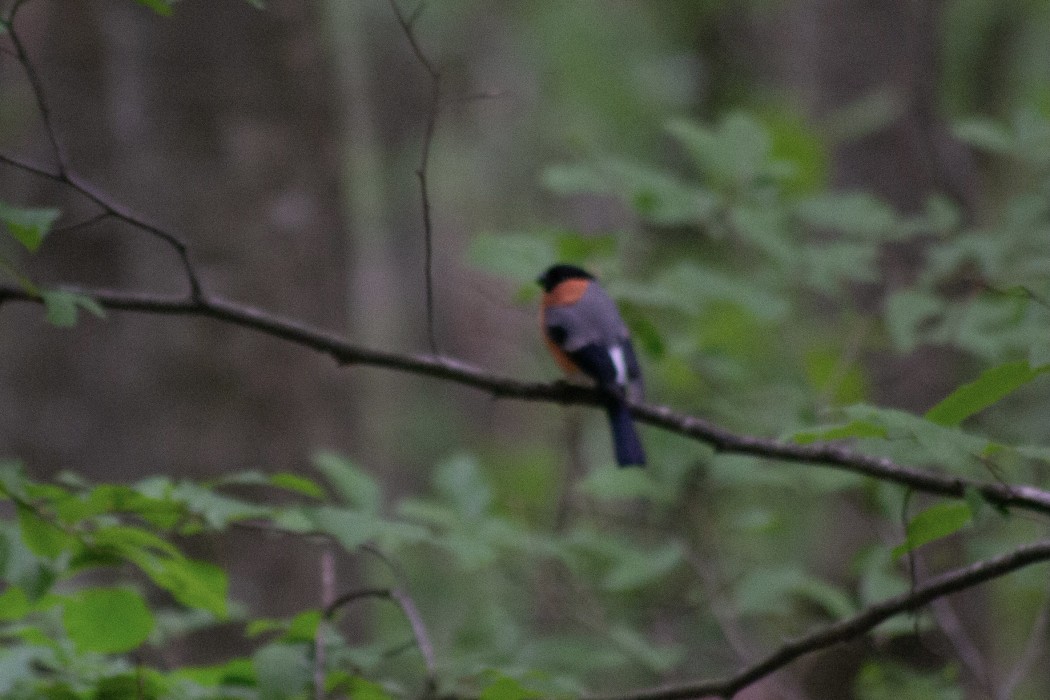 Eurasian Bullfinch