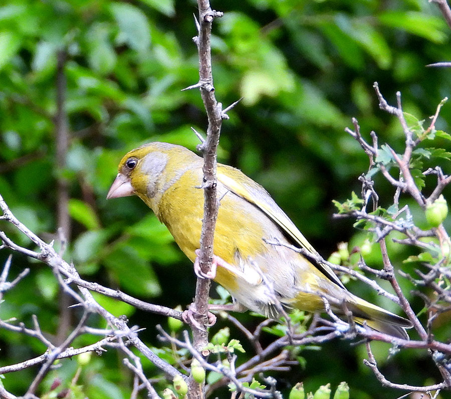 European Greenfinch