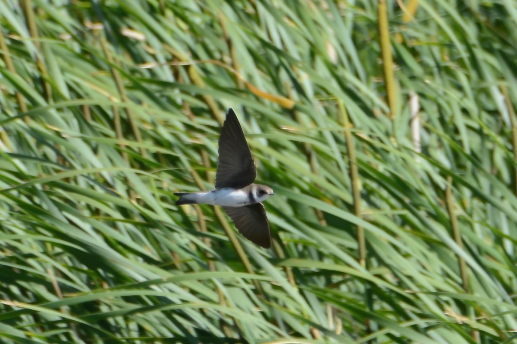 Sand Martin