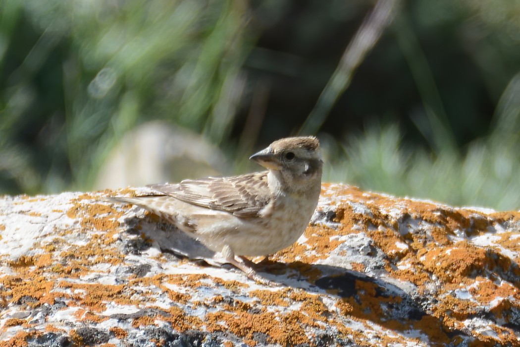 Rock Sparrow