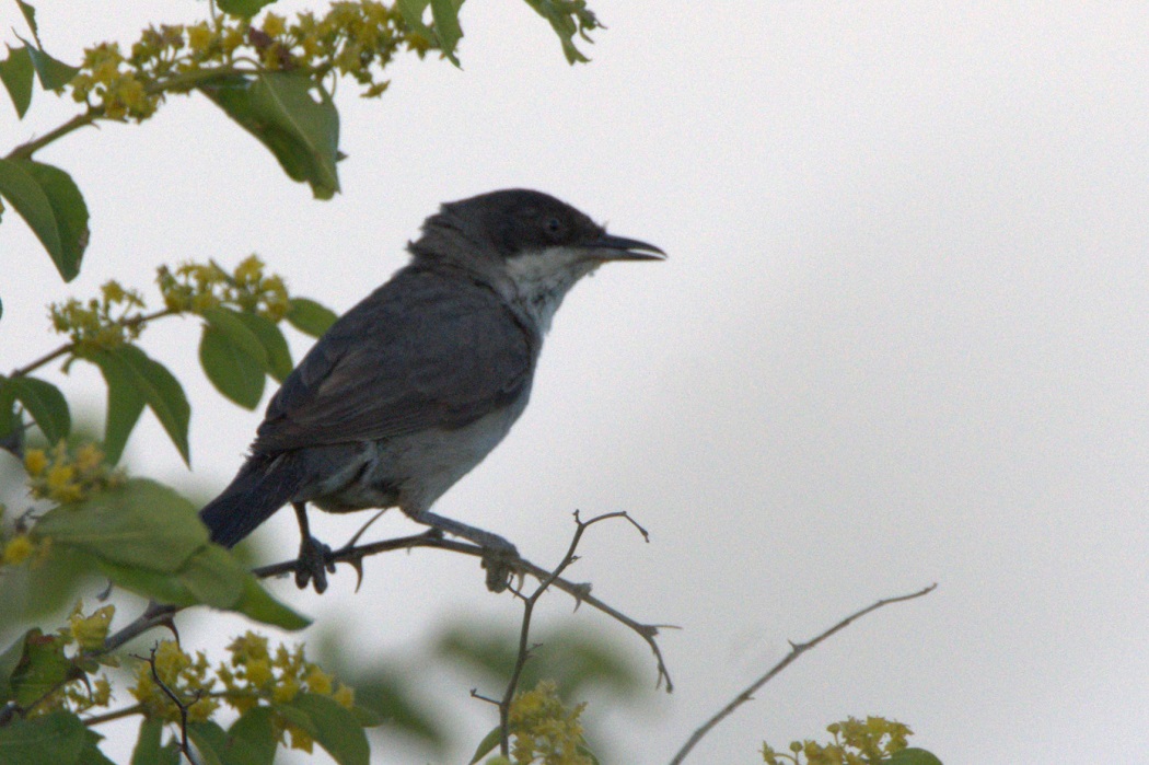 Eastern Orphean Warbler