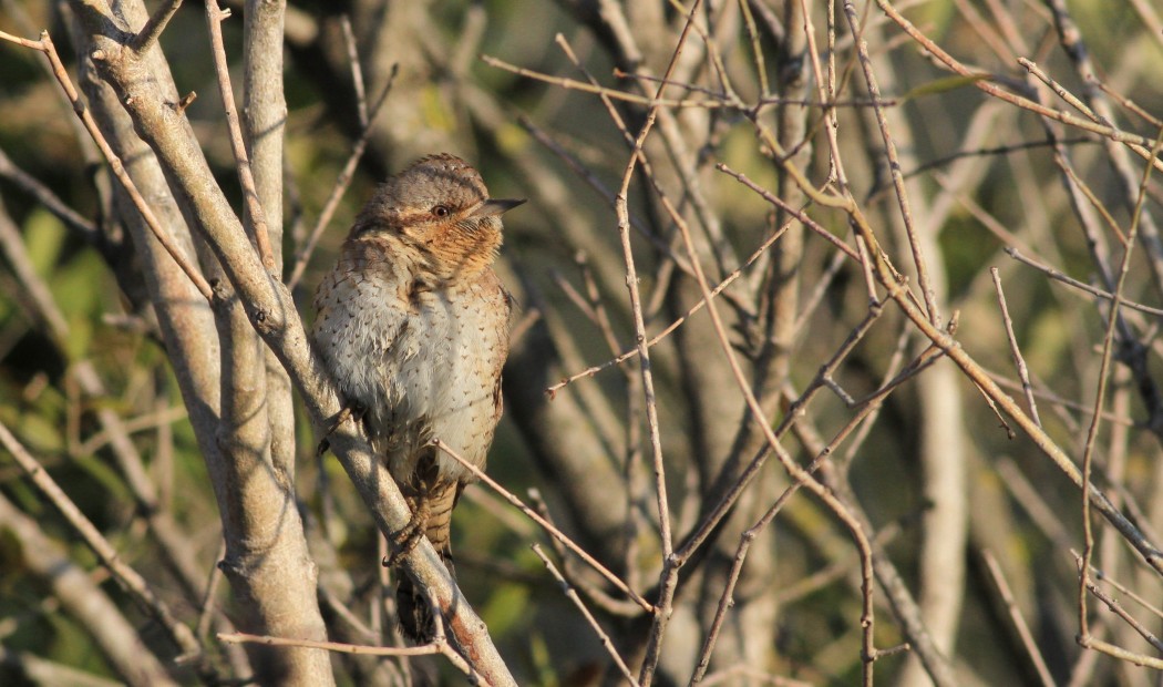 Eurasian Wryneck