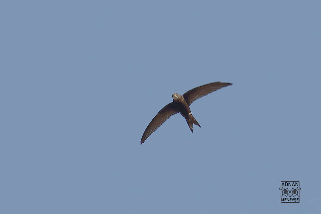 Common Swift