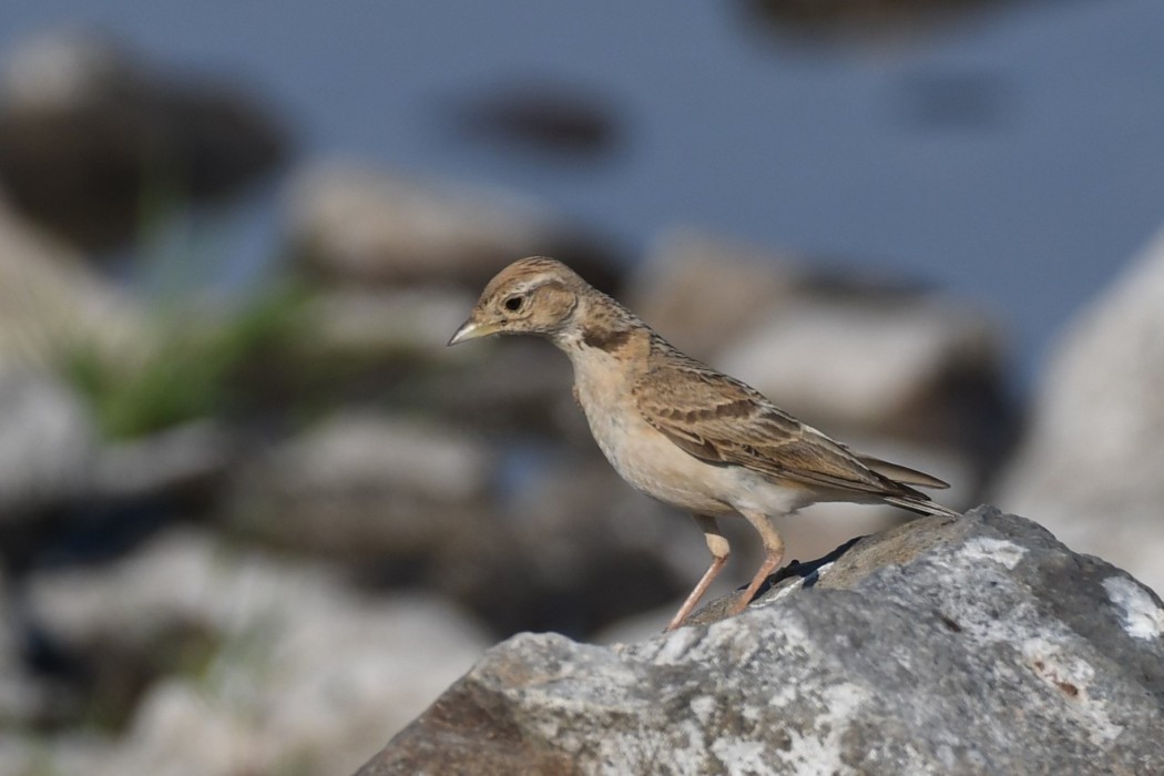 Greater Short-toed Lark
