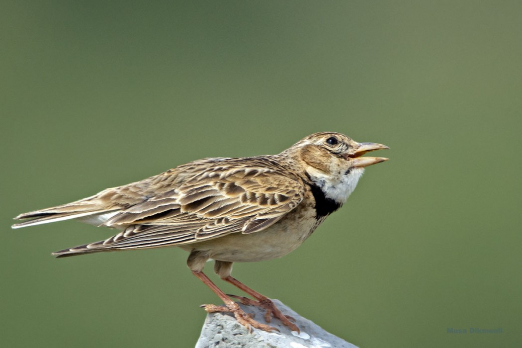 Calandra Lark