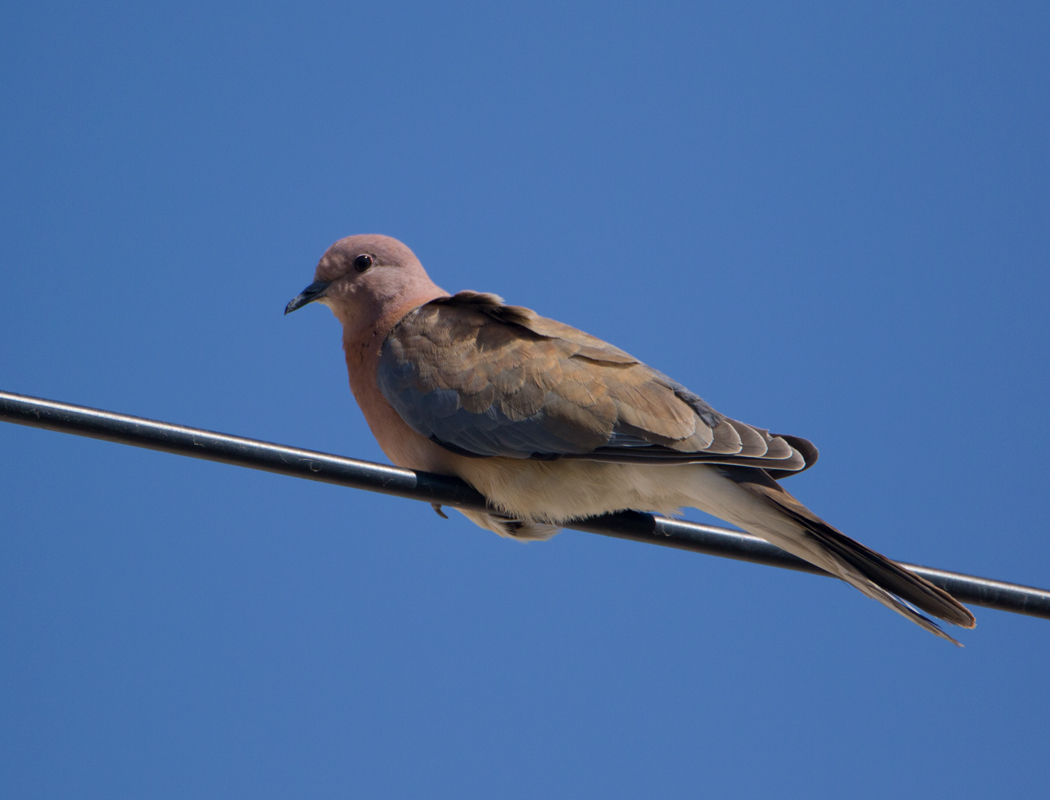 Laughing Dove