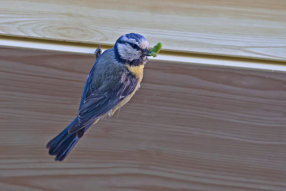 Eurasian Blue Tit