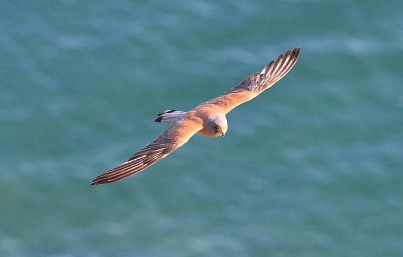 Lesser Kestrel
