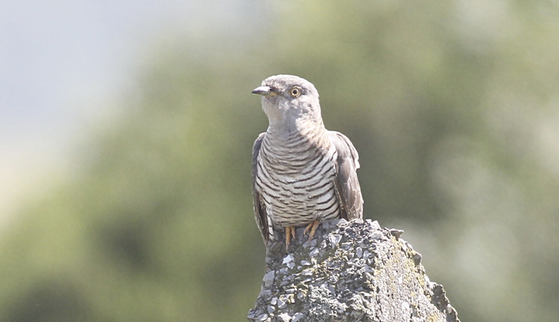 Common Cuckoo