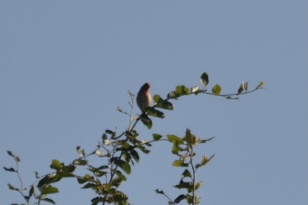 Common Rosefinch