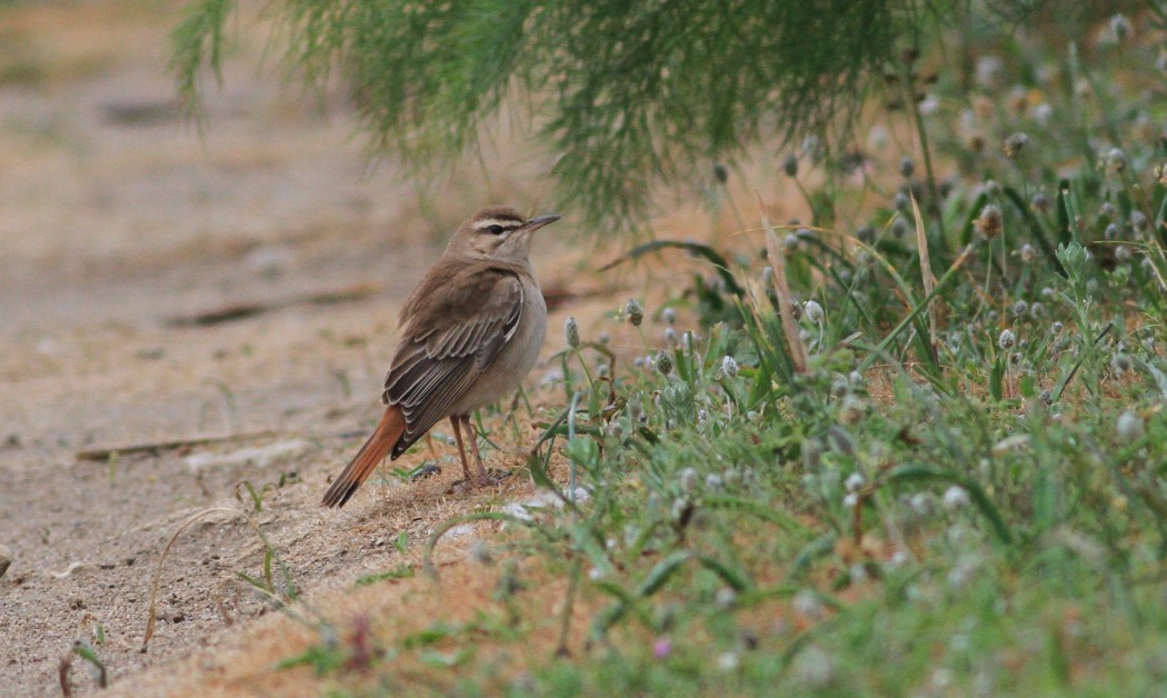 Rufous-tailed Scrub Robin