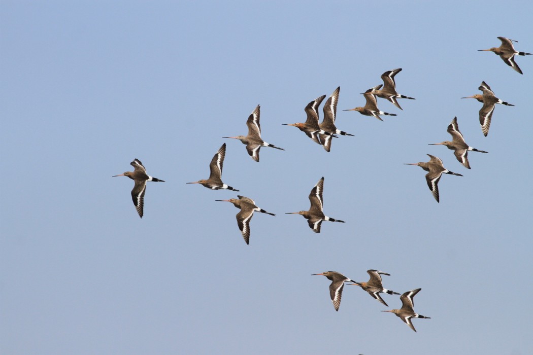 Black-tailed Godwit