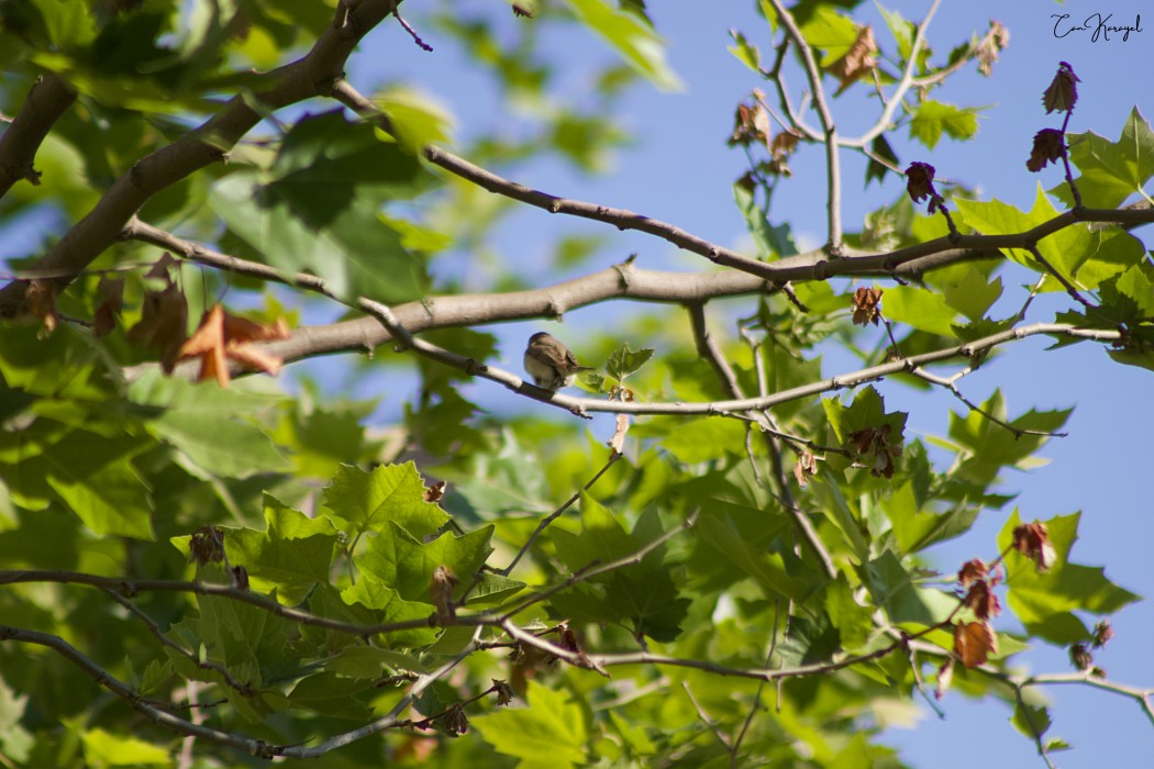 Eastern Olivaceous Warbler