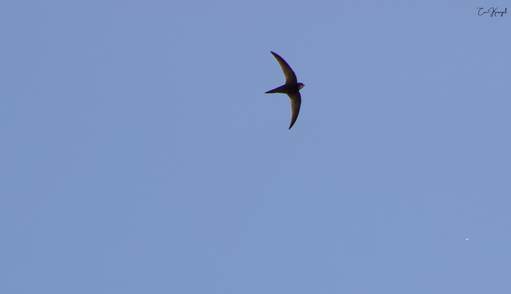 Common Swift
