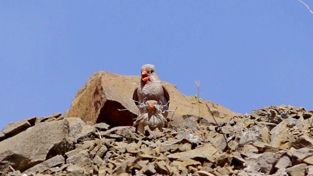 Küçük Alamecek