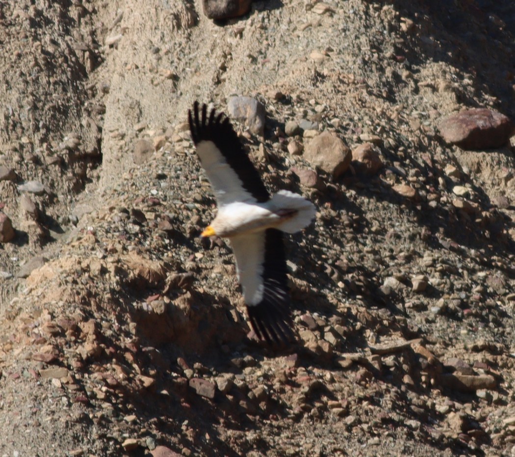 Egyptian Vulture