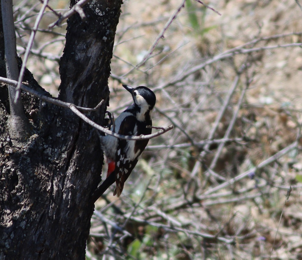 Syrian Woodpecker