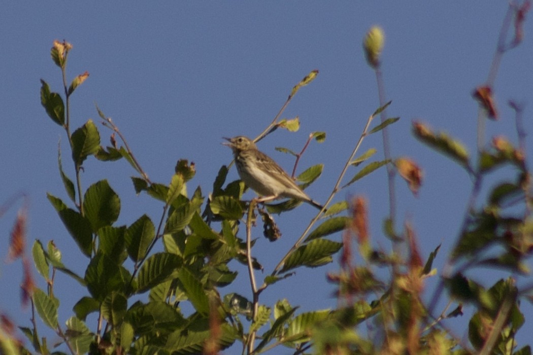 Tree Pipit