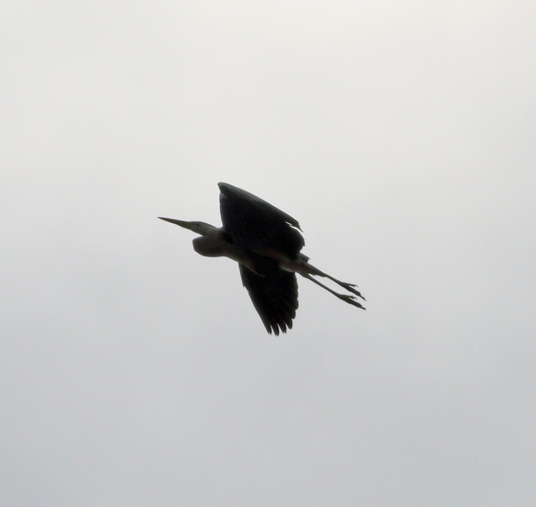 Gri Balıkçıl