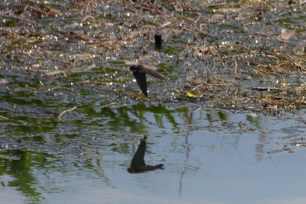 Sand Martin