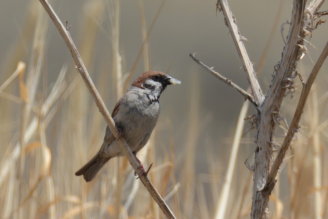 Eurasian Tree Sparrow