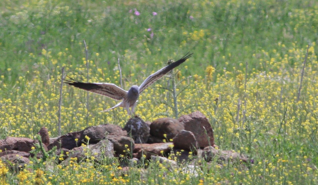 Montagu`s Harrier