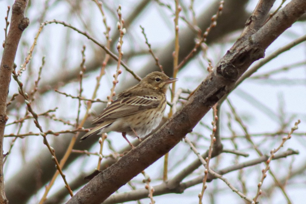 Tree Pipit