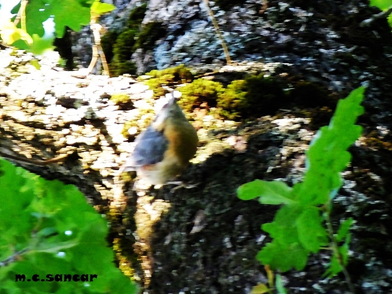 Eurasian Nuthatch