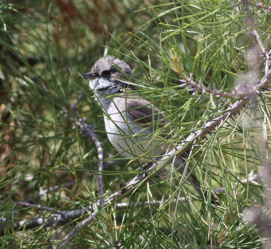 Lesser Whitethroat