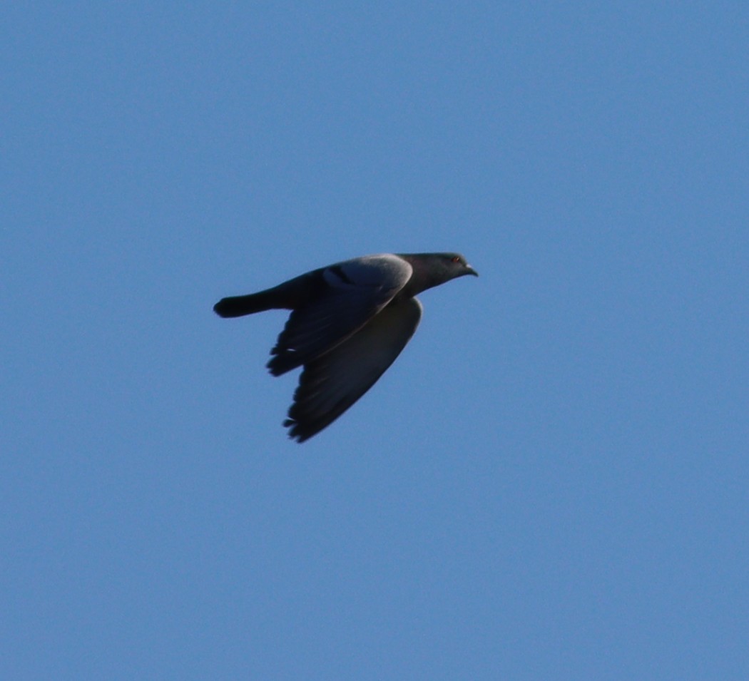 Rock Dove