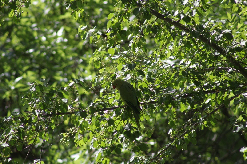 Rose-ringed Parakeet
