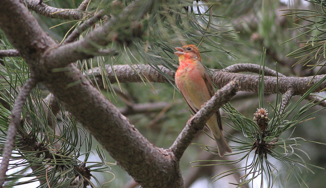 Common Rosefinch