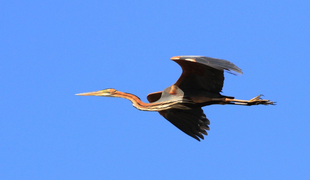Purple Heron