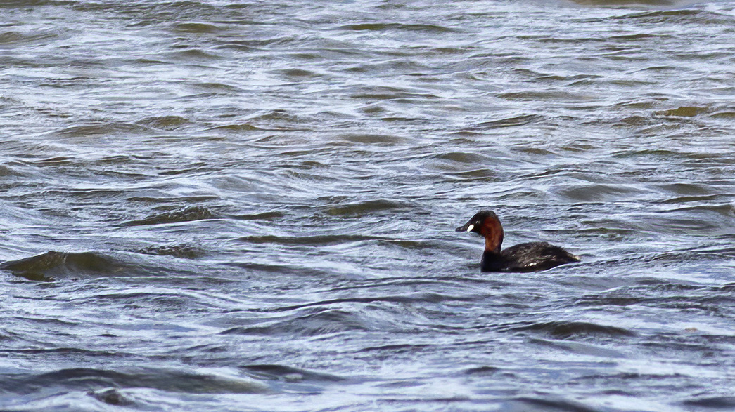 Little Grebe