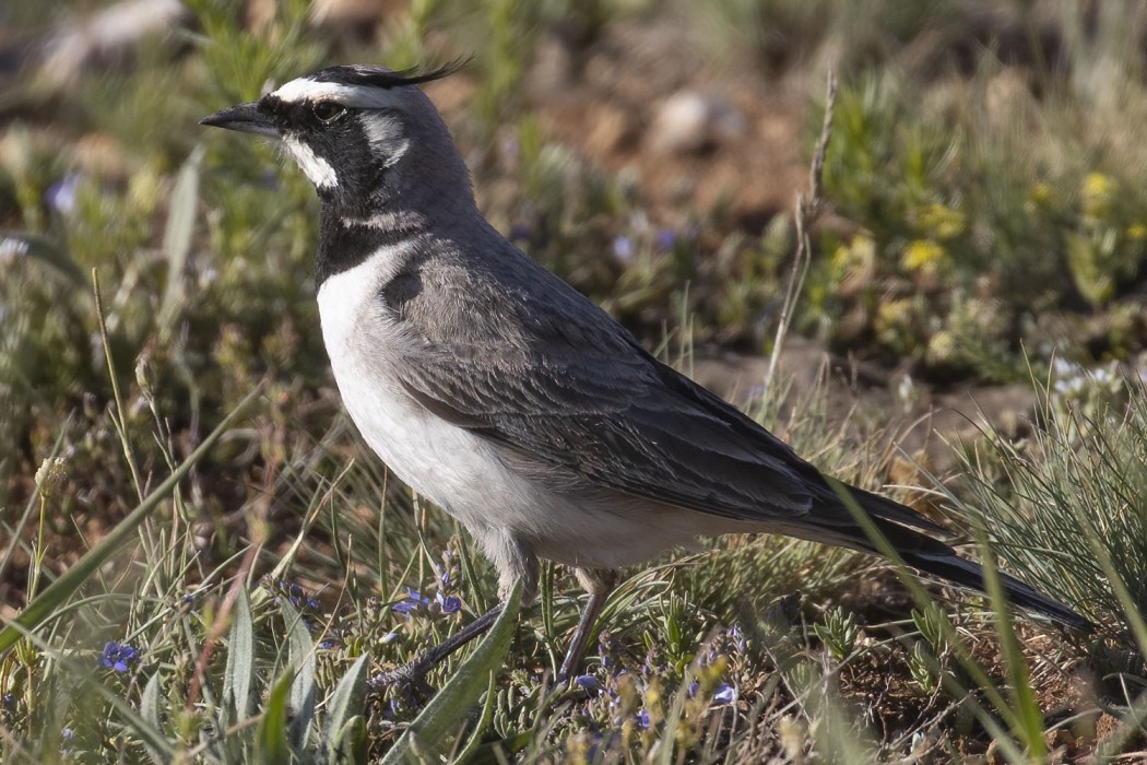 Horned Lark