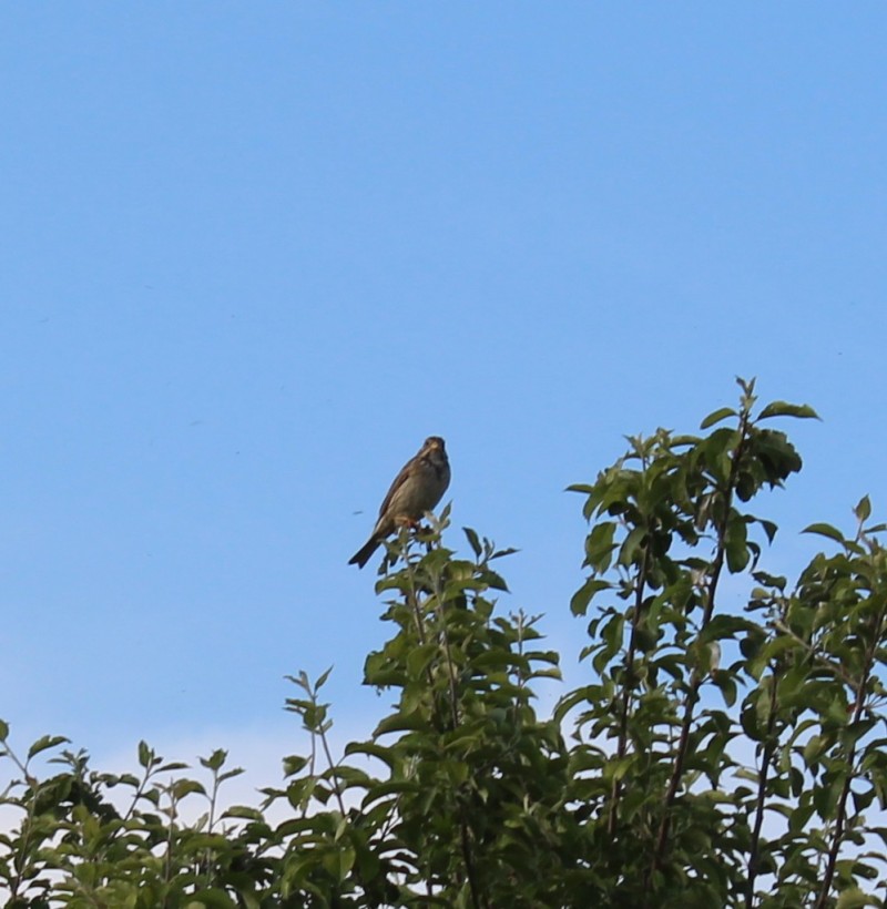 Corn Bunting