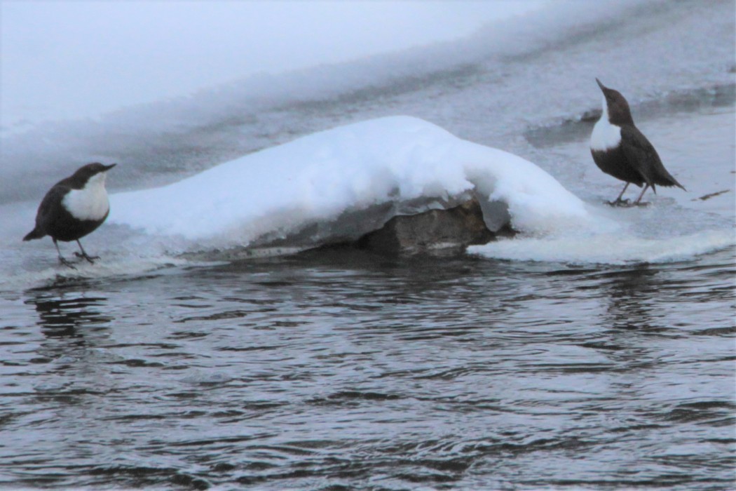 White-throated Dipper