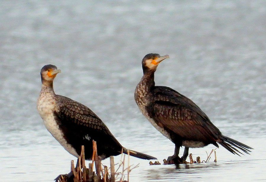 Great Cormorant