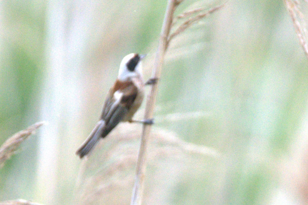 Eurasian Penduline Tit