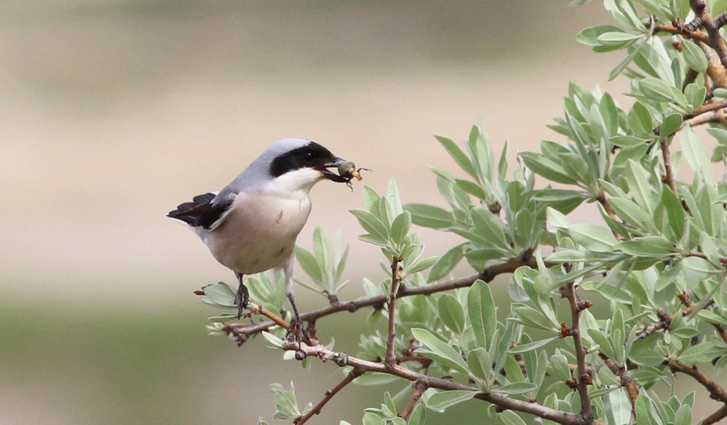 Lesser Grey Shrike