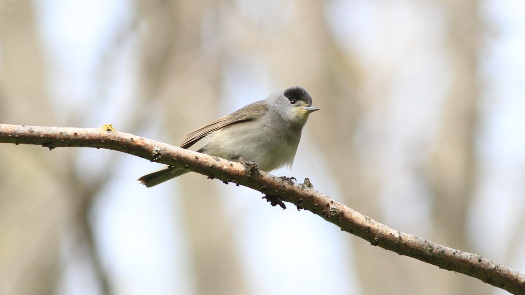 Eurasian Blackcap