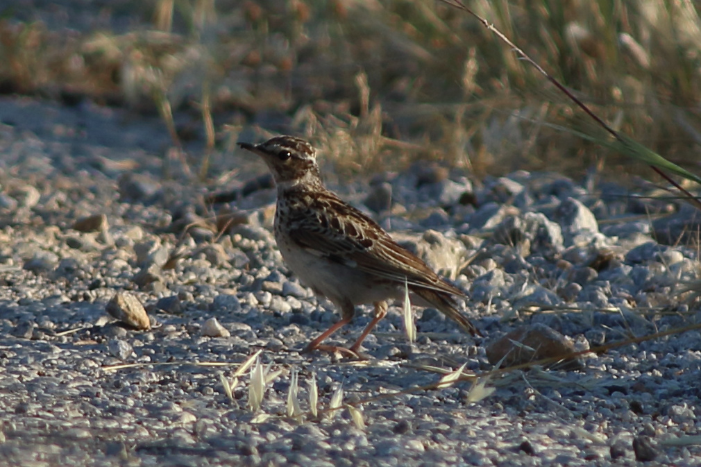 Woodlark