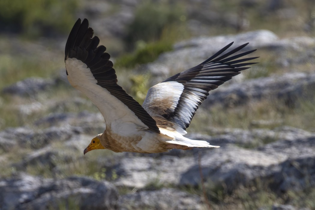 Egyptian Vulture