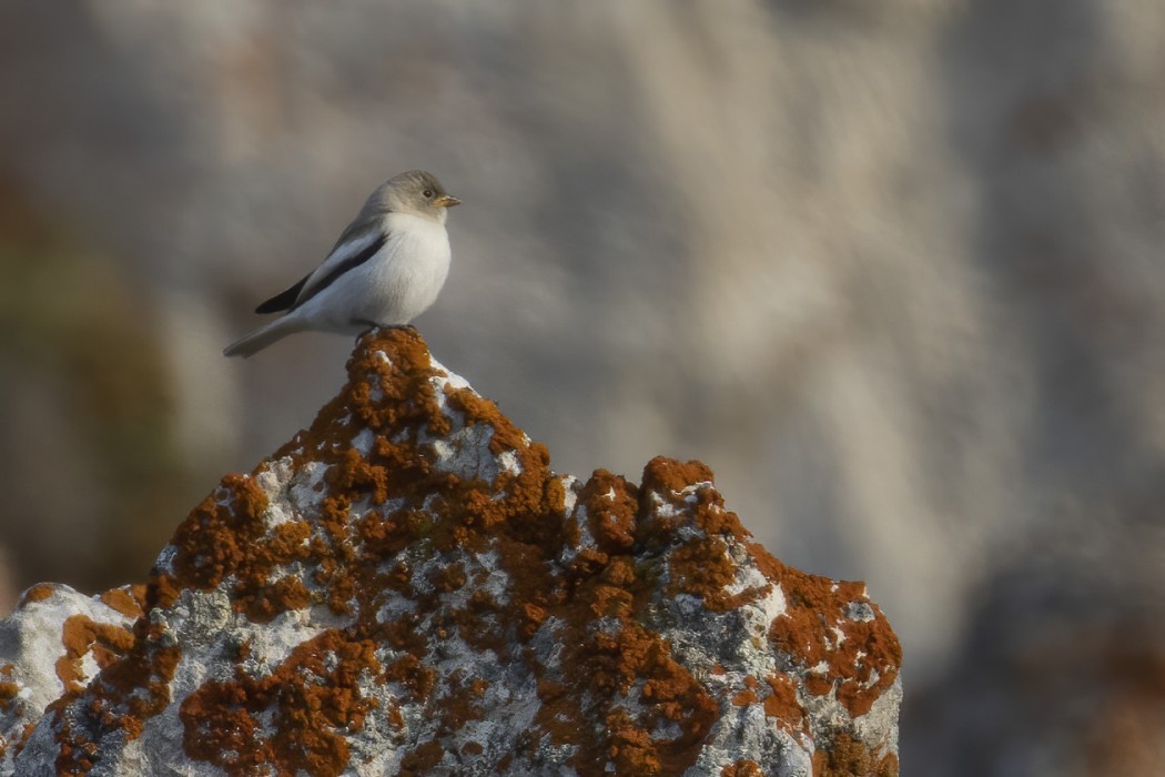 White-winged Snowfinch