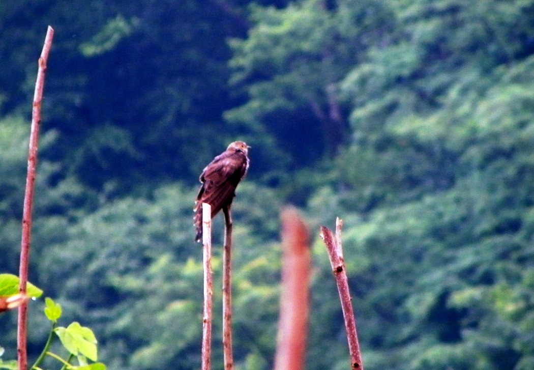 Common Cuckoo