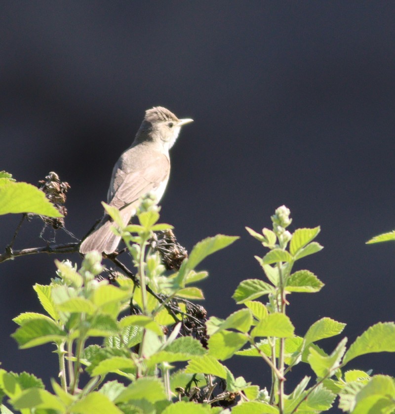 Eastern Olivaceous Warbler