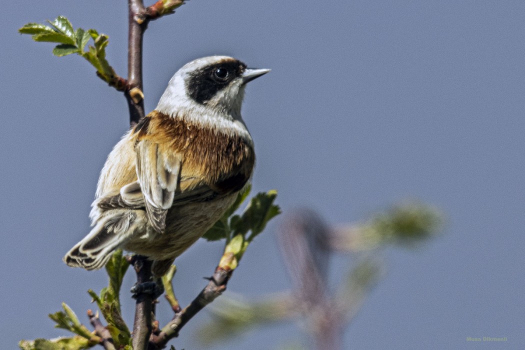 Eurasian Penduline Tit