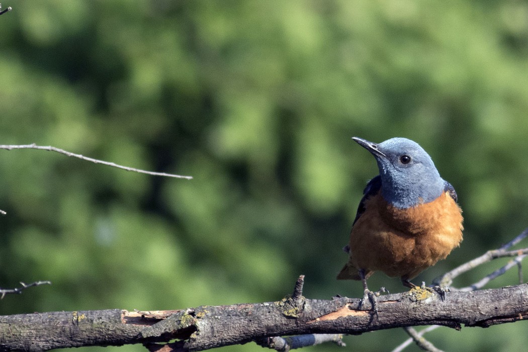 Common Rock Thrush