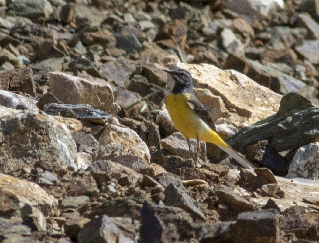 Grey Wagtail